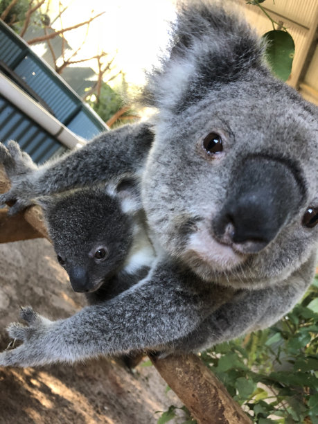 koala