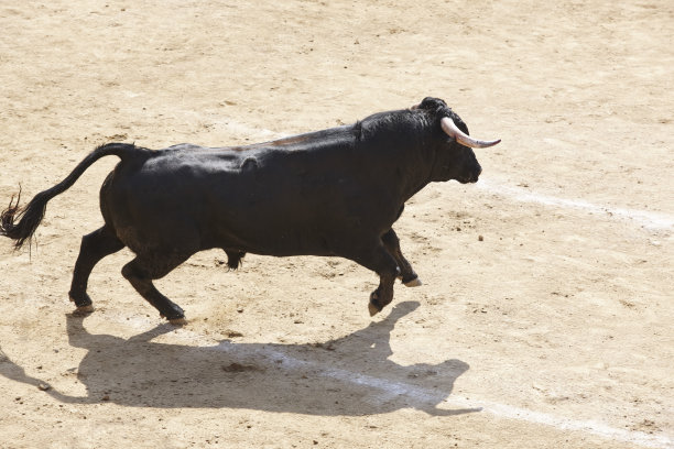 toro