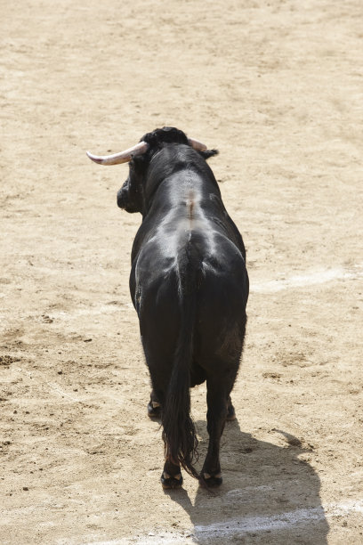 toro