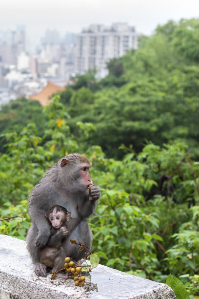 macaca