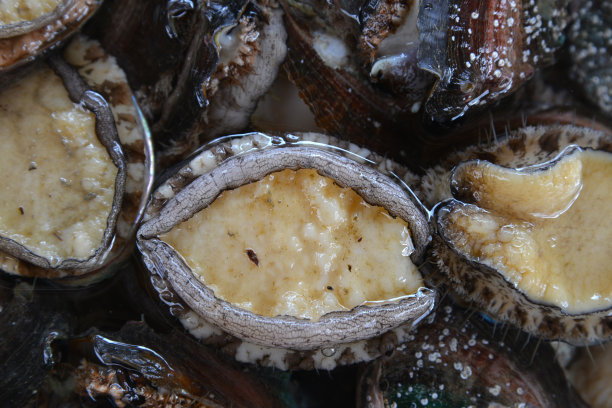 abalone