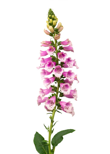 digitalis