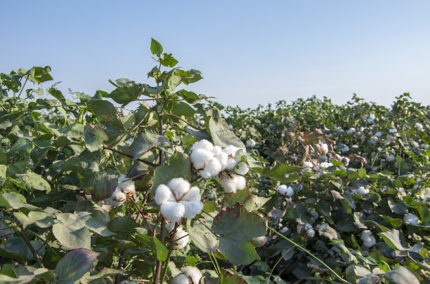 cotton
