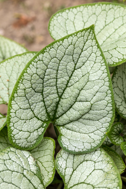 brunnera