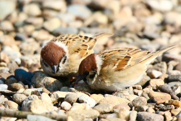 passeridae