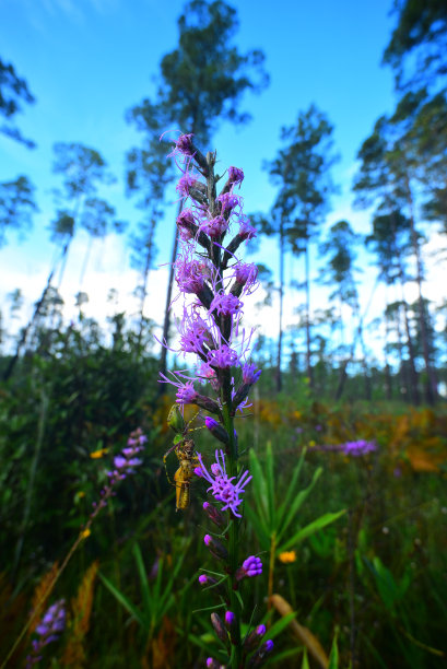 liatris