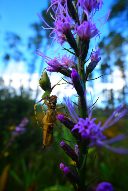 liatris