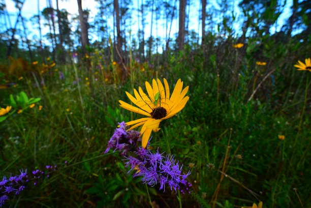 liatris