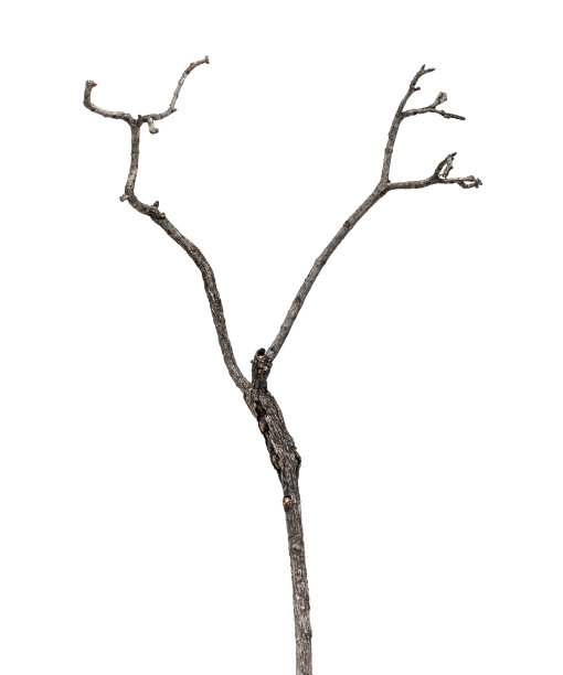 死亡的植物,季节,枝
