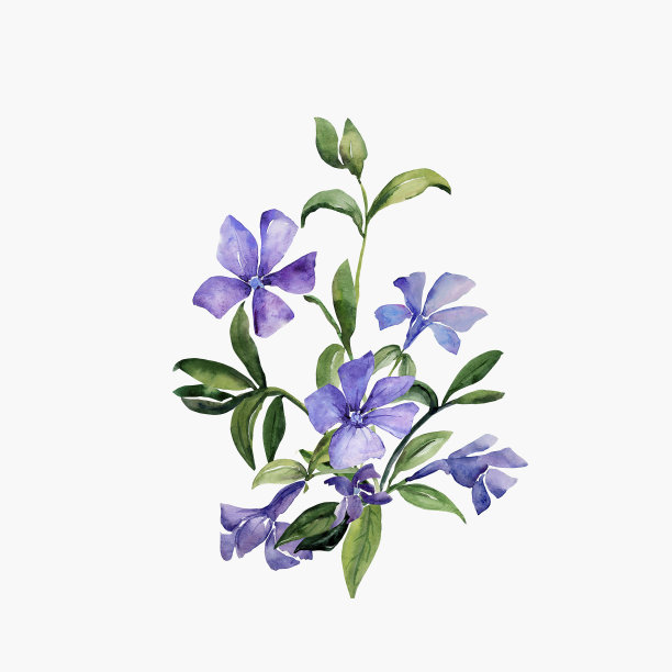 水彩画颜料,艺术,华丽的
