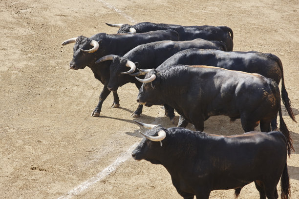 toro