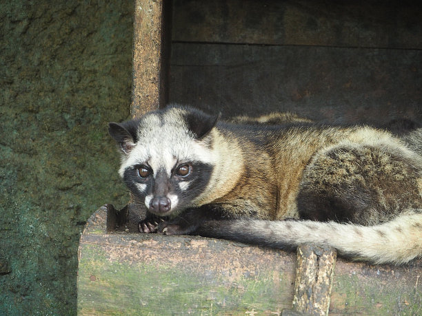 civet