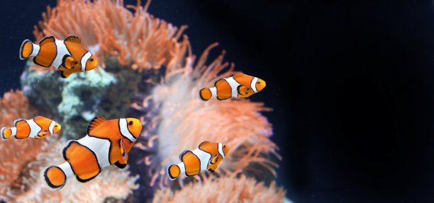 anemonefish