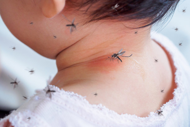 mosquito