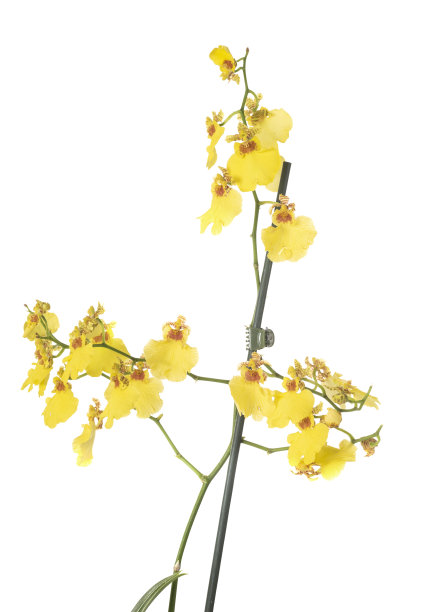cymbidium
