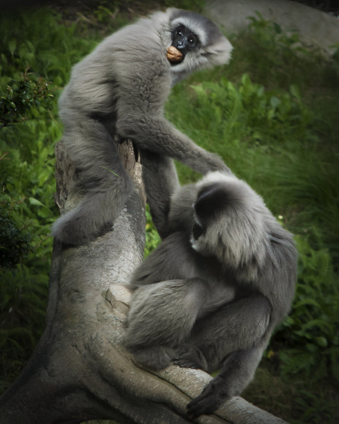monkey-nut