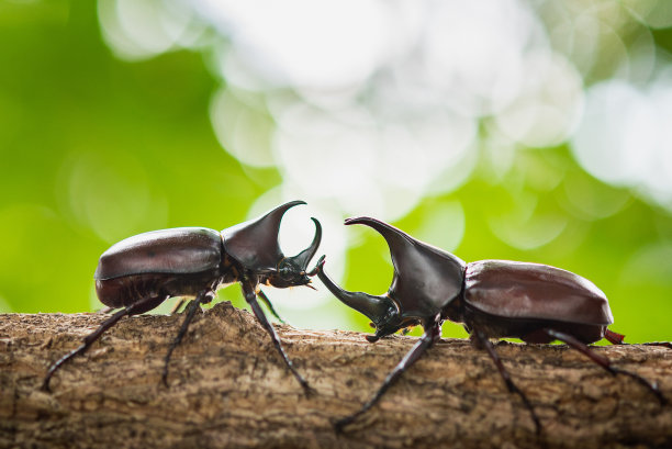 beetles
