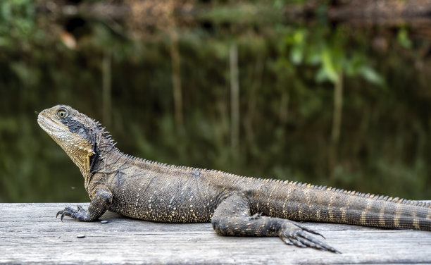 physignathus