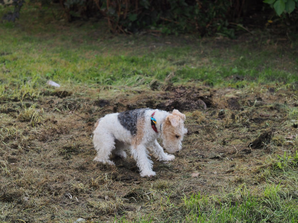 airedale