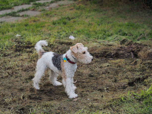 airedale
