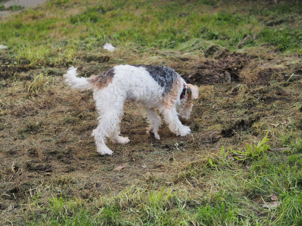 airedale