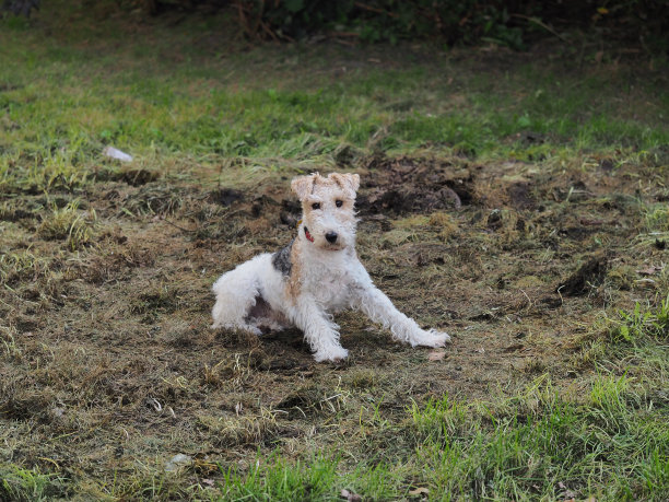 airedale