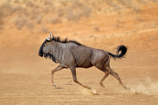 connochaetes