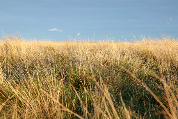 heath