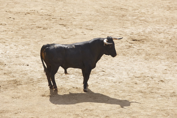 toro