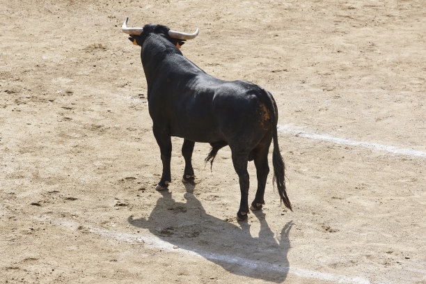 toro
