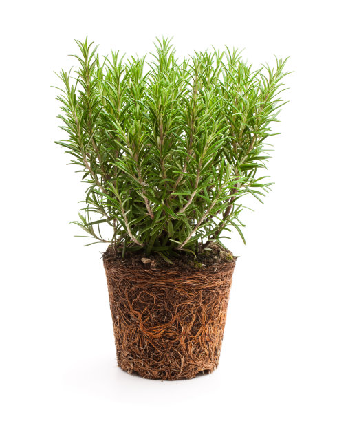 rosemary