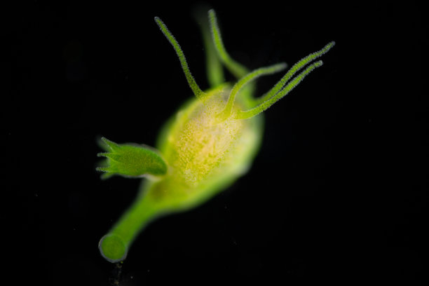 cnidaria