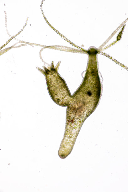 cnidaria