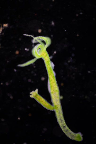 cnidaria