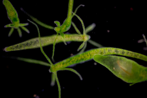 cnidaria
