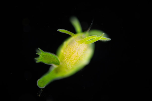 cnidaria