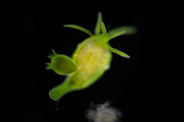 cnidaria