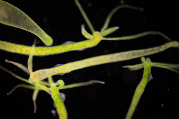 cnidaria
