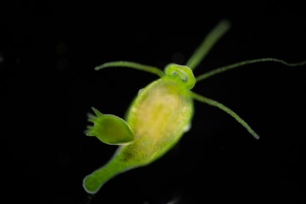 cnidaria