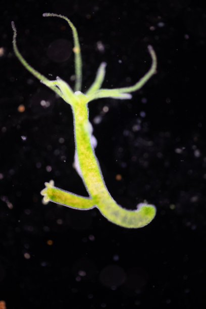 cnidaria