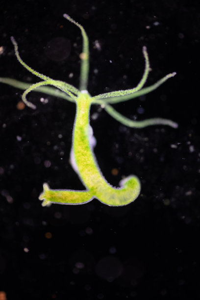 cnidaria