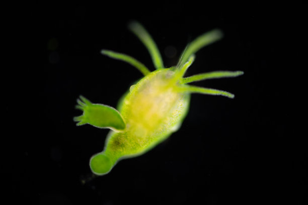 cnidaria