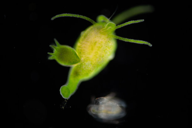 cnidaria