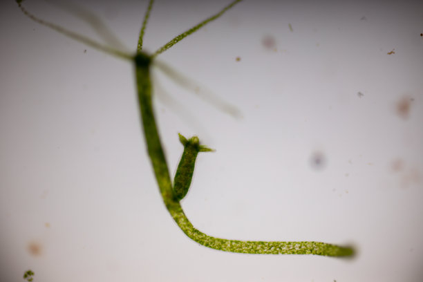 cnidaria