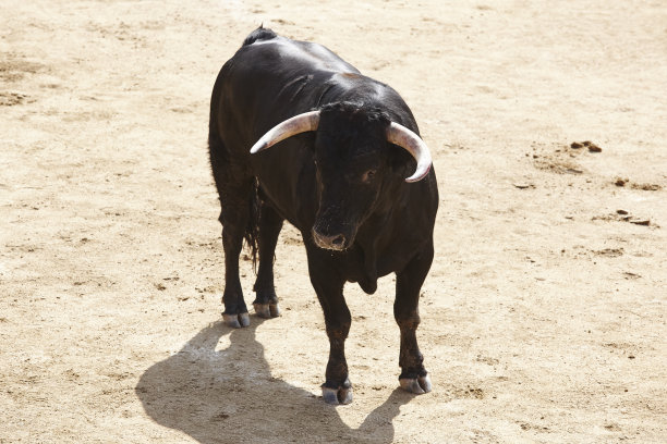 toro