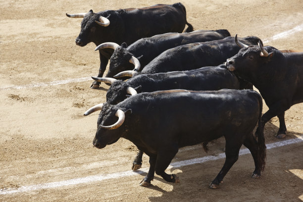 toro