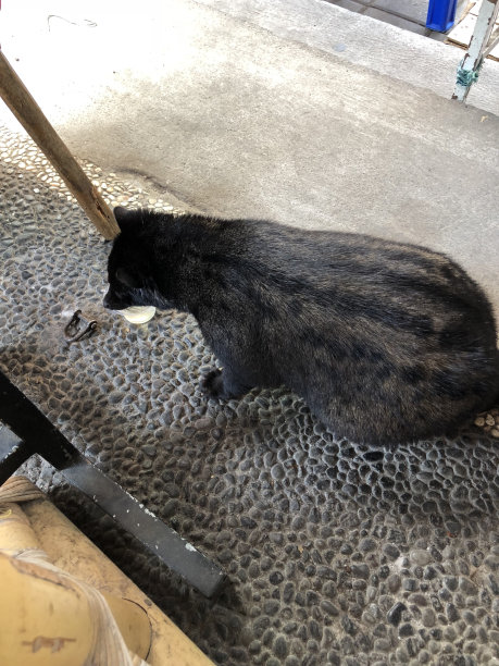 civet