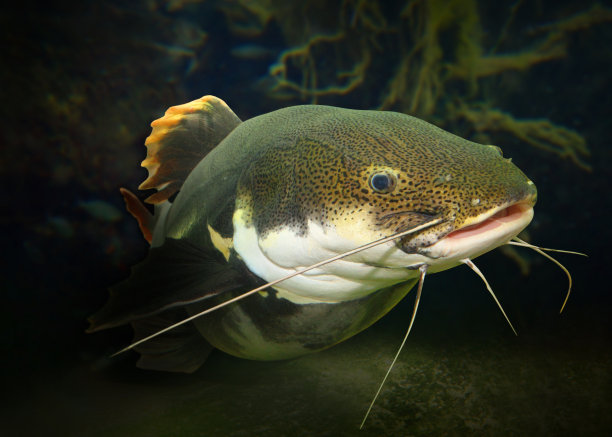 catfish