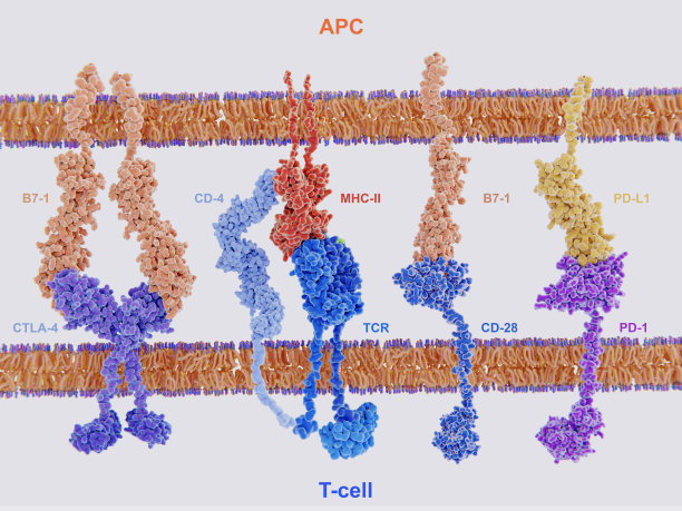 cd4