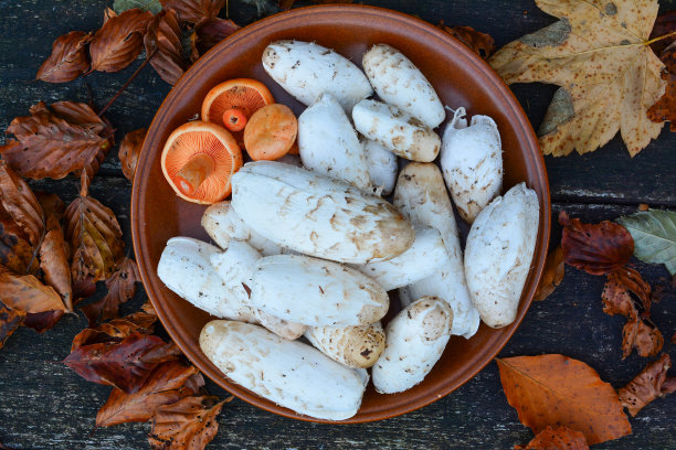 coprinus